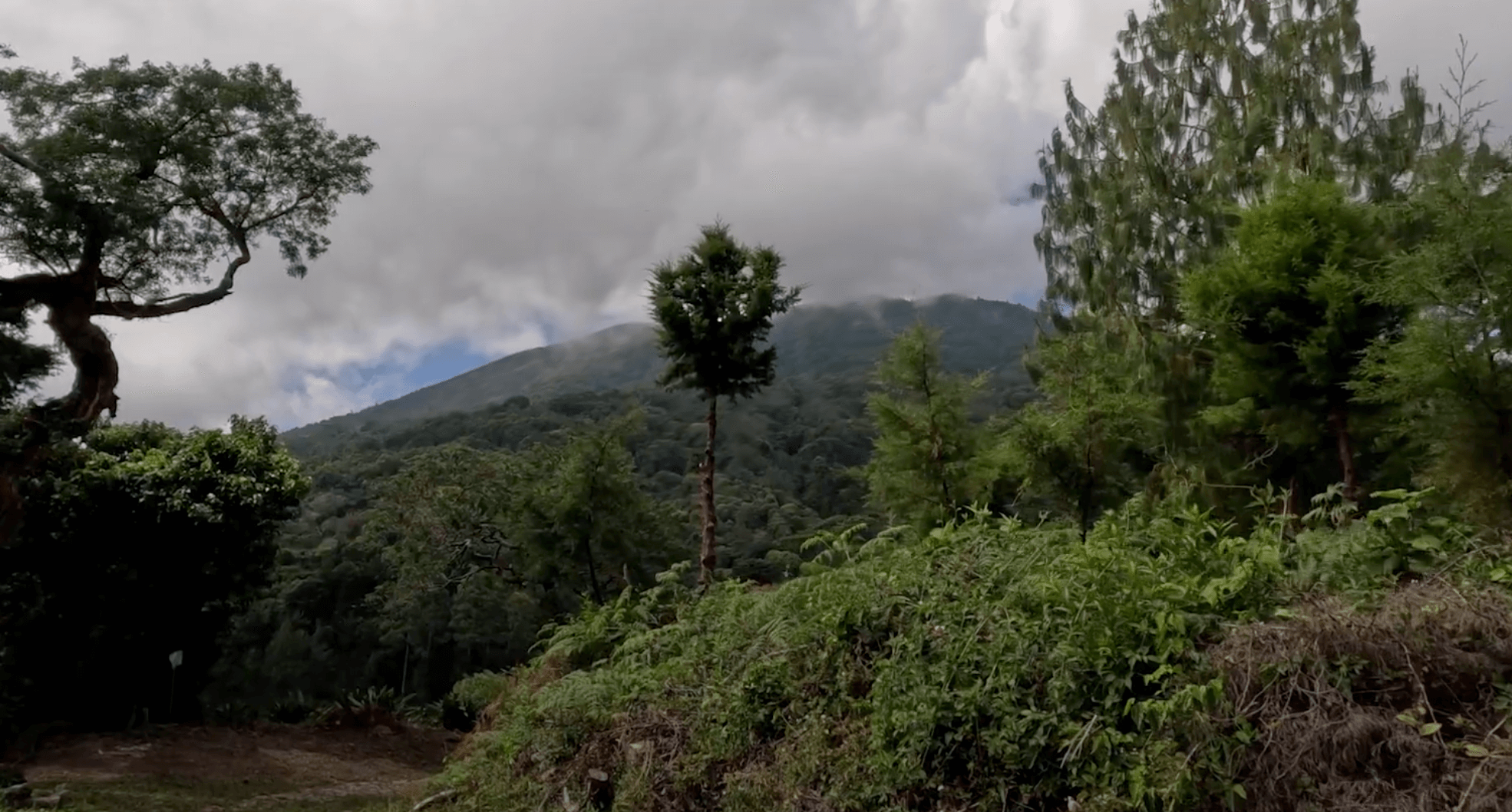 "Oplev historien bag Lajmi Coffee Roasters: En lidenskab for kvalitetskaffe og restaurationsbranchen"