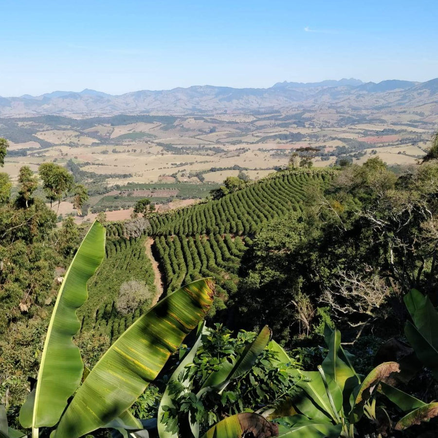 Kaffe plantage i Brazilien
